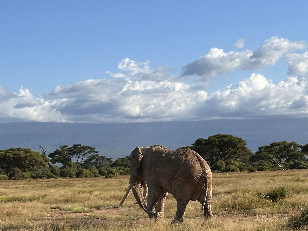African Safari Adventure